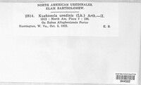 Kuehneola uredinis image